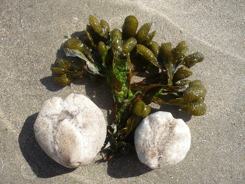 Bretagne (215).JPG